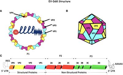 Enterovirus-D68 – a reemerging non-polio enterovirus that causes severe respiratory and neurological disease in children